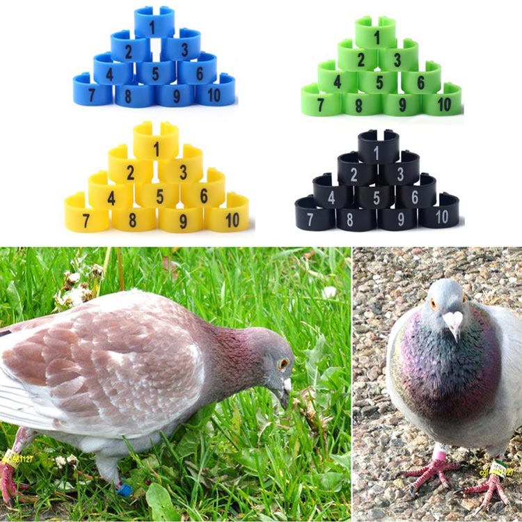 Farbig codierte RFID Bein-Tags aus Kunststoff in Blau, Grün, Gelb und Schwarz mit Nummerierung, an Tauben zur Identifikation befestigt.